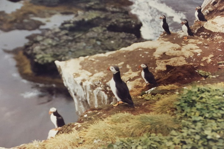 puffins-on-grimsey-island-1991