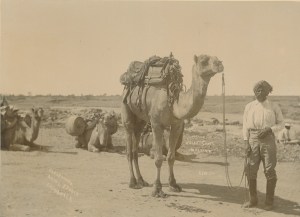 Camels used by the fatal Calvert Expedition 1896-97 - State Library of South Australia B-10486-1