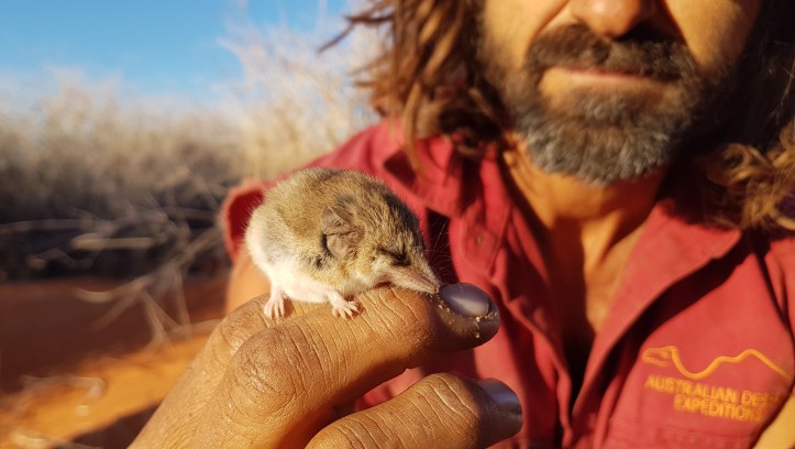 Lesser hairy-footed dunnart